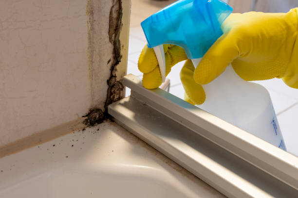 Best Crawl Space Mold Removal  in Cloquet, MN