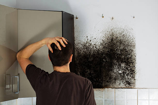 Office Mold Removal Services in Cloquet, MN