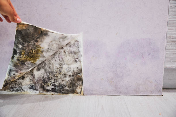 Best Mold Removal Company Near Me  in Cloquet, MN